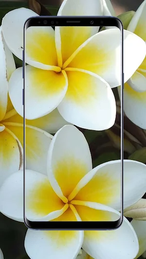 Plumeria Flower Wallpapers Screenshot 1