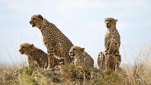 Cheetah Sounds - Best Cheetah Ringtones Screenshot 0