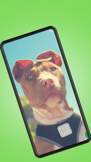 Pitbull Dog Pictures Screenshot 3