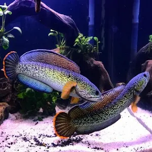 Ikan Channa Wallpaper HD Screenshot 2