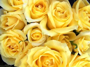 Yellow Wallpapers Screenshot 0