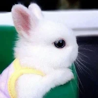 Bunnies