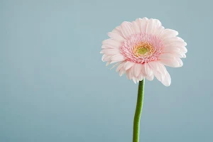 Gerbera wallpapers Screenshot 2