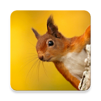 Squirrel Call Sound Collection