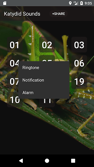 Katydid sounds Screenshot 1