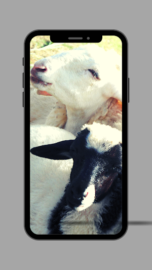 Sheep Ringtone Screenshot 2