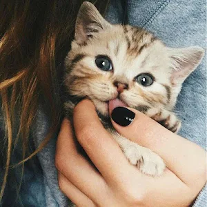 Cute Kittens Screenshot 0