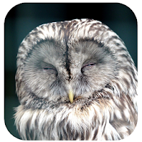 Owl Alarm Clock Sleep