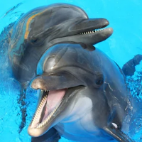 Muchas Imágenes de Delfines