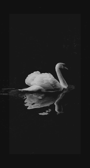 Swan Wallpaper HD Screenshot 1