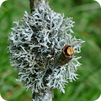 Lichens