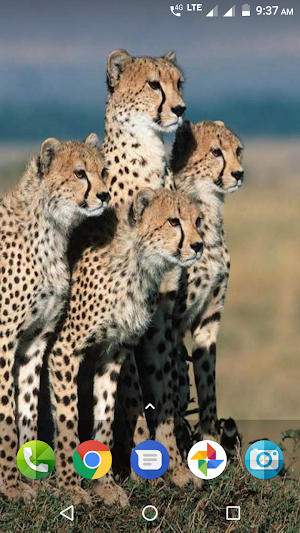 Big Cats Wallpaper Screenshot 2