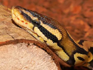 Snakes wallpapers Screenshot 1