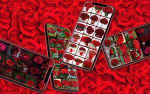 Rose pictures: all colors Screenshot 2