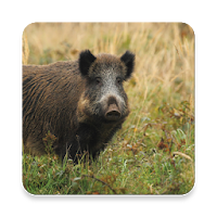 Wild Boar Sound Collections ~ Sclip.app