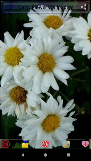 Daisy Flower Wallpapers Screenshot 0