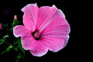 Hibiscus Flower Wallpapers Screenshot 3