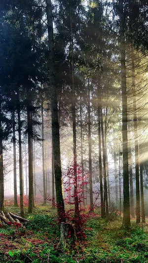 Sunbeam Wallpapers Screenshot 2