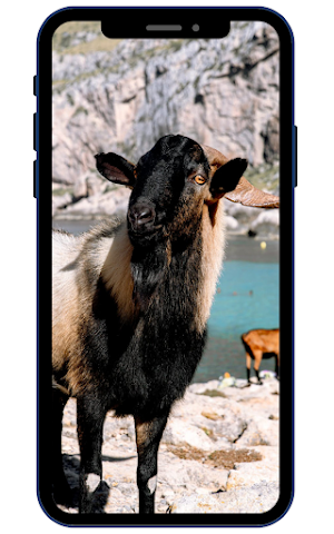 Goat Wallpapers Screenshot 2