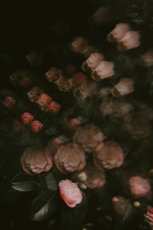 Beautiful Wallpapers Screenshot 2