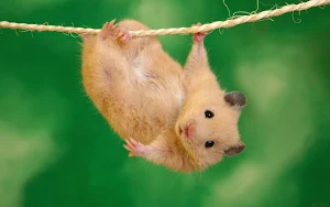 Hamster Wallpapers Screenshot 0