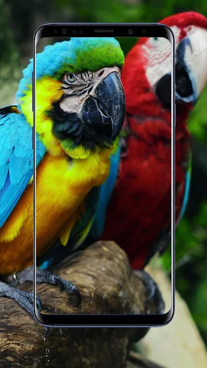 Parrot Wallpaper Screenshot 0