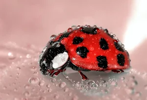 Insects wallpapers Screenshot 2