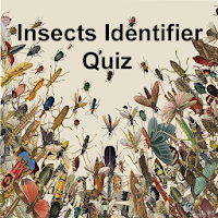 Insects Identifier Quiz