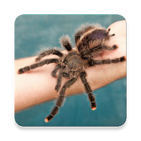 Scary Animal Sound Collections ~ Sclip.app