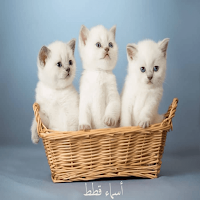 اسماء قطط