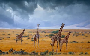 Giraffe Wallpaper HD - collection 1 Screenshot 2