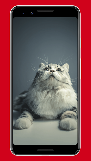 Cats Wallpapers & Background Screenshot 0