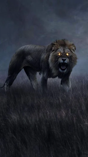 Lion Video Wallpaper Screenshot 3