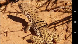 HD Animal Wallpapers Screenshot 3