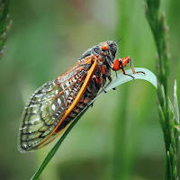 Cicada Sounds