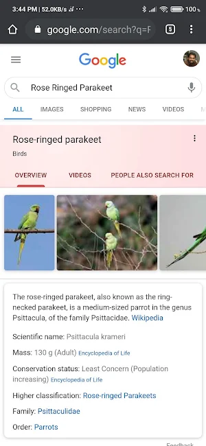 Bird Quiz by Danyck Screenshot 3
