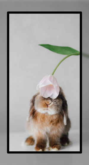 Baby Rabbit Wallpaper HD Screenshot 3