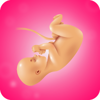 Pregnancy Calculator, Calendar