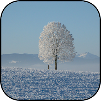 Snow wallpapers