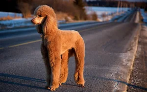 Poodle Dog Wallpaper HD Screenshot 1