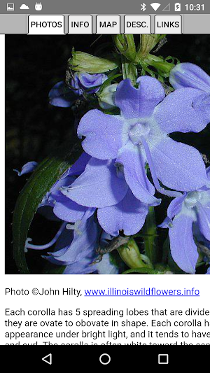 Iowa Wildflowers Screenshot 2