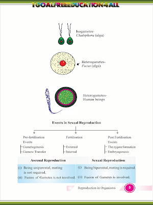 Class 12 Biology Screenshot 3