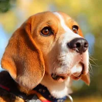 Beagle Dog Wallpaper HD
