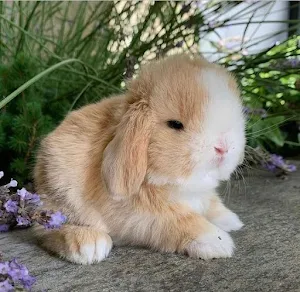 Bunnies Screenshot 3