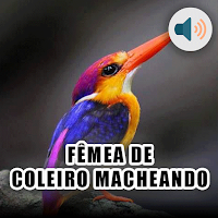 FÊMEA DE COLEIRO MACHEANDO