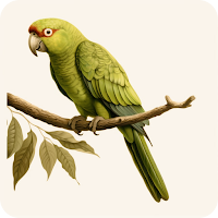 Birds Wallpapers