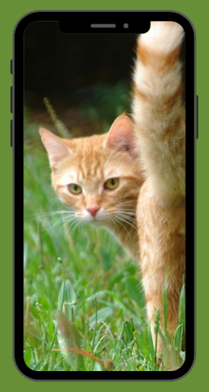 Cat Wallpaper HD Screenshot 1