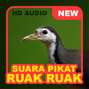 Suara Pikat Burung Ruak Ruak Jernih Screenshot 0