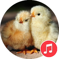 Baby Chick Sounds