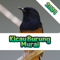 Kicau Burung Murai Mp3